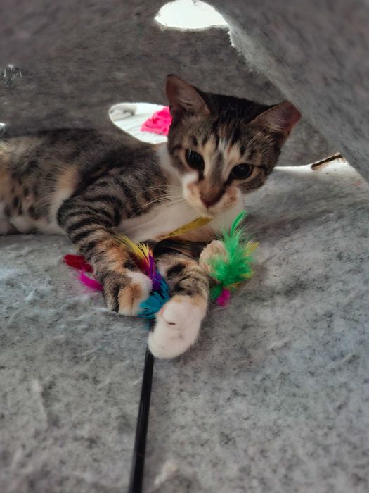 Anunt Adoptie Pisca- Tisa