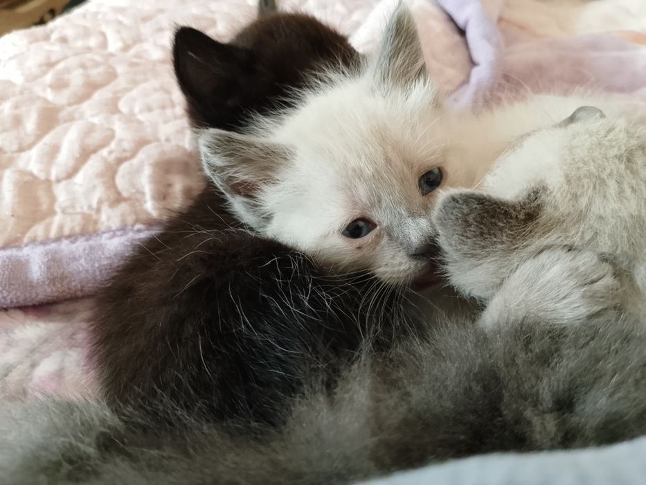 Отдам котят в добрые руки