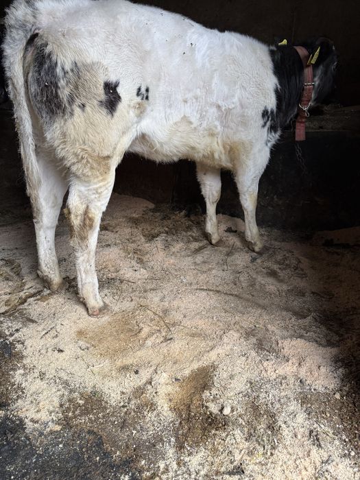 Vaca de vanzare cu vitica