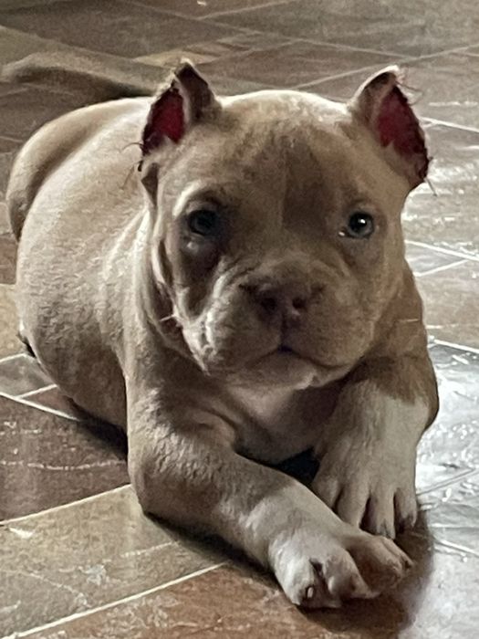 Американский булли