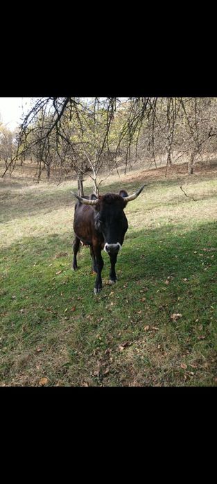 Vaca de vanzare.