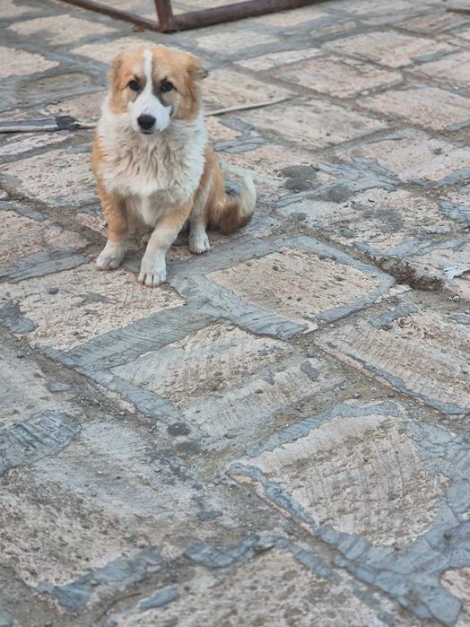 Собака Вельш-Корги