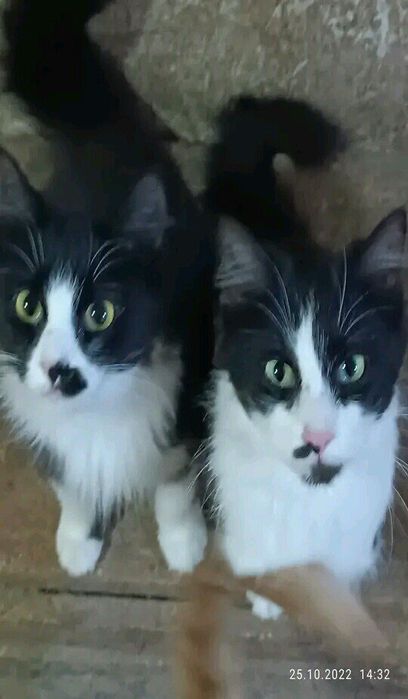 Пропали кошки!!!