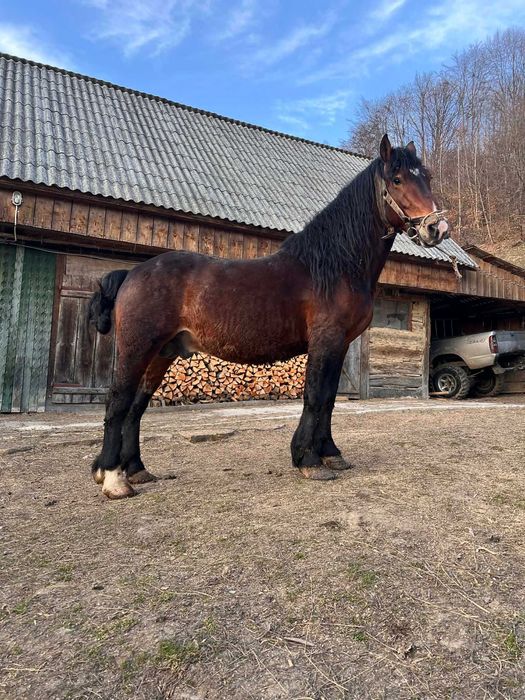 Vand cal de 5 ani PARVA