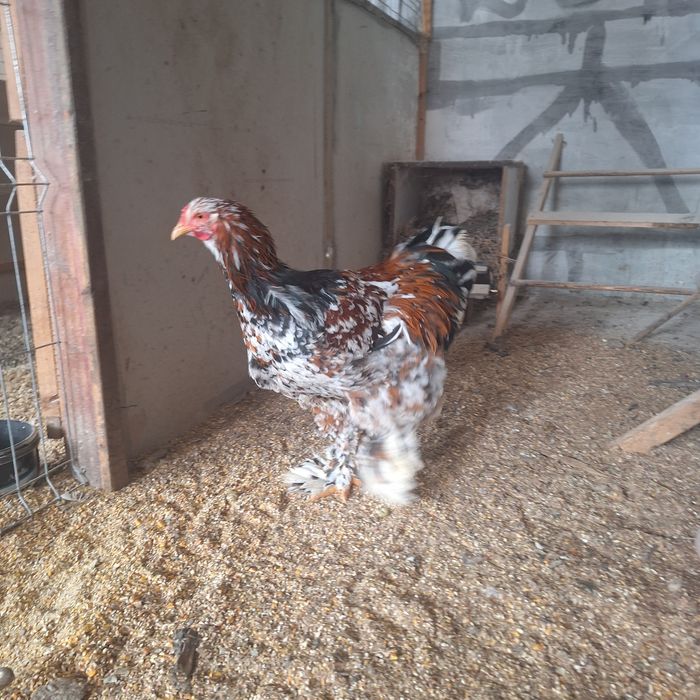 cocos brahma portelan de vanzare