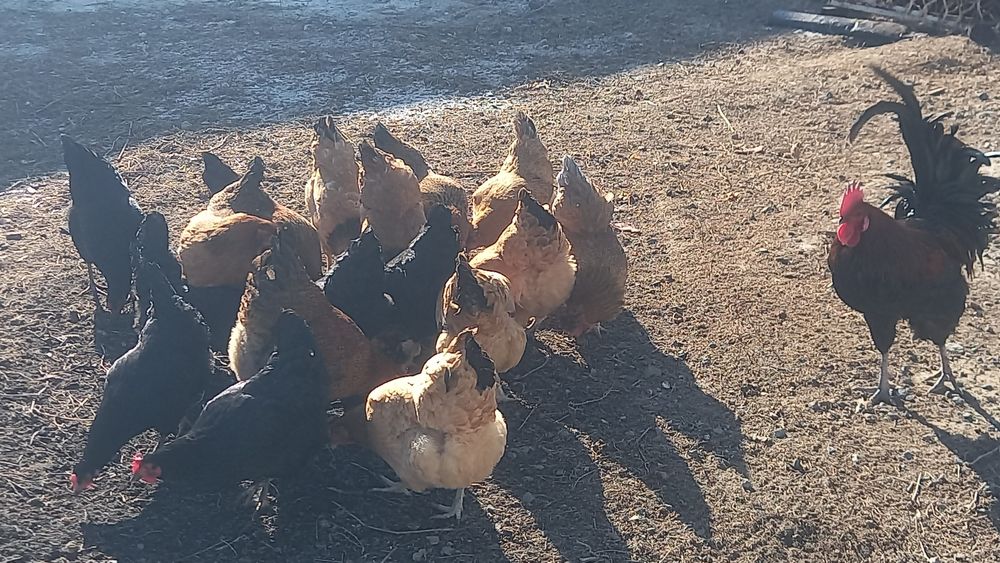 Яйцо на инкубацию