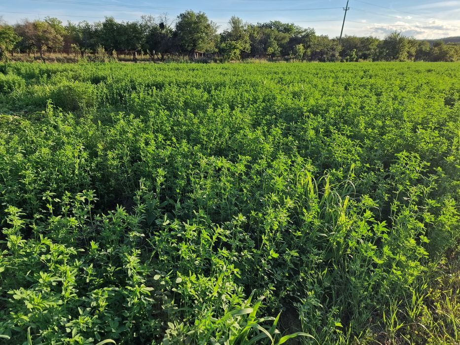 Lucernă coasa 2 2026
