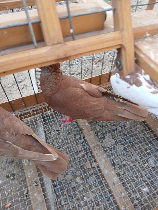 Голубь американцы