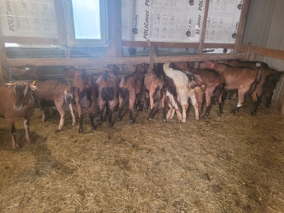 Capre alpine franceze