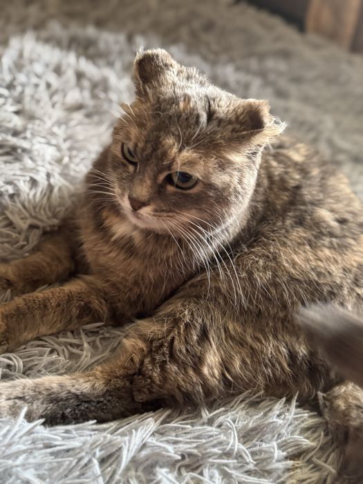 Отдам кошечку стерилизованную