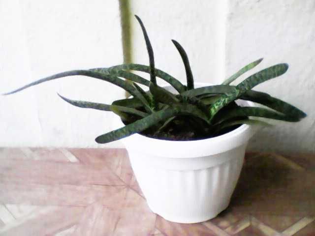 Продавам сукулент от вида "Гастерия"