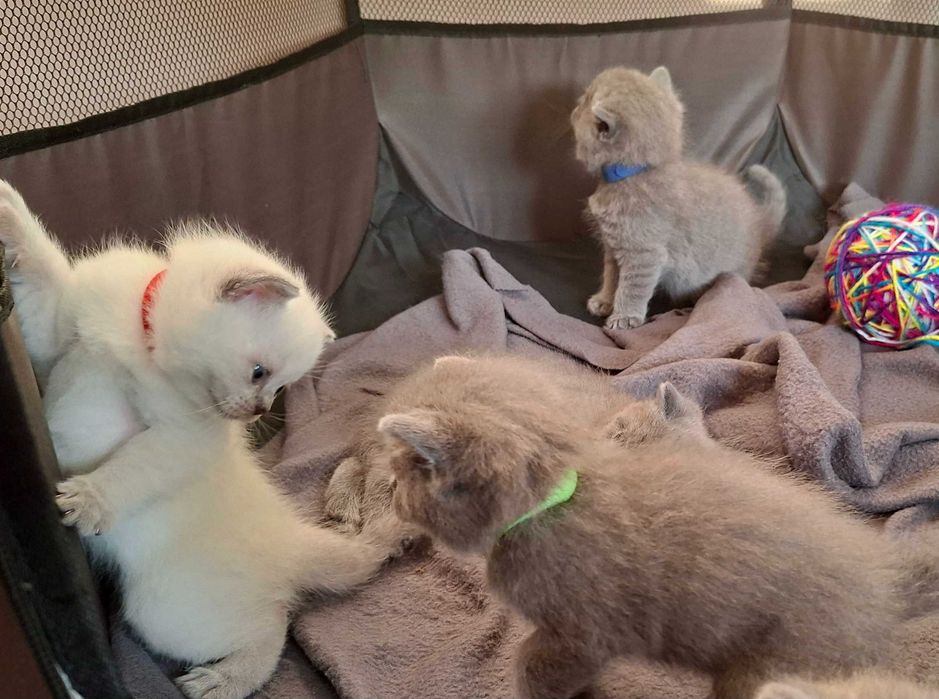 Британски късокосмести