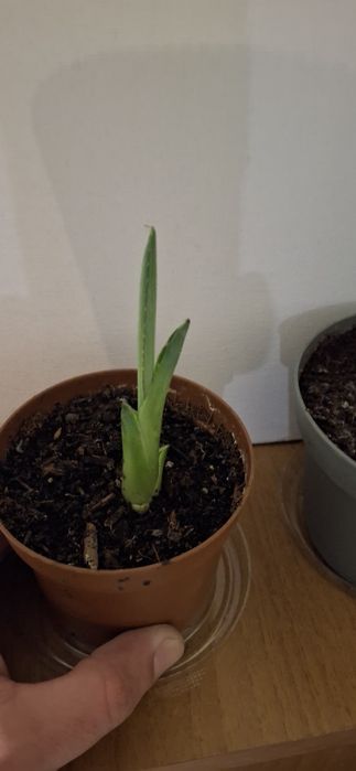 Алое ,,Столетник,,