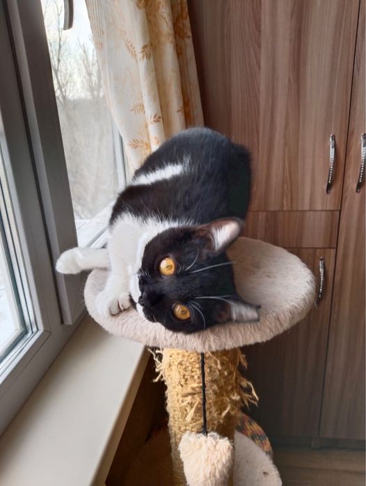 Отдаю кошечку в хорошие руки