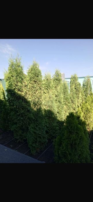 продажа хвойных растений