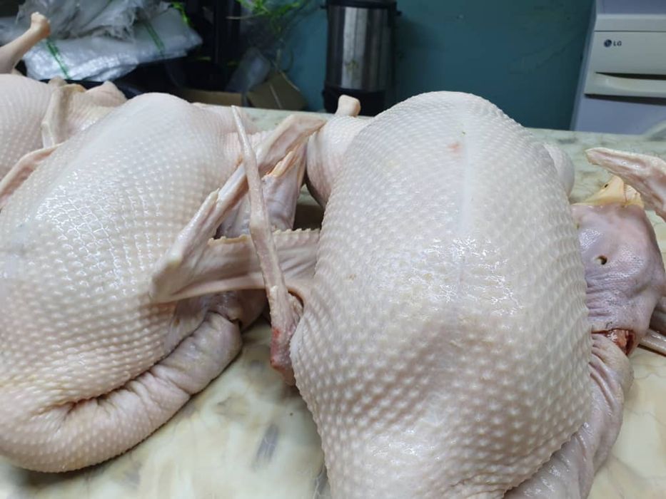 Продаю оптом гусей