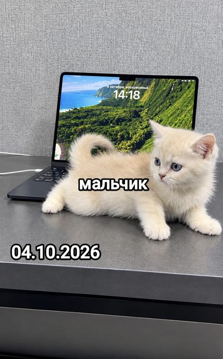 Британские котята