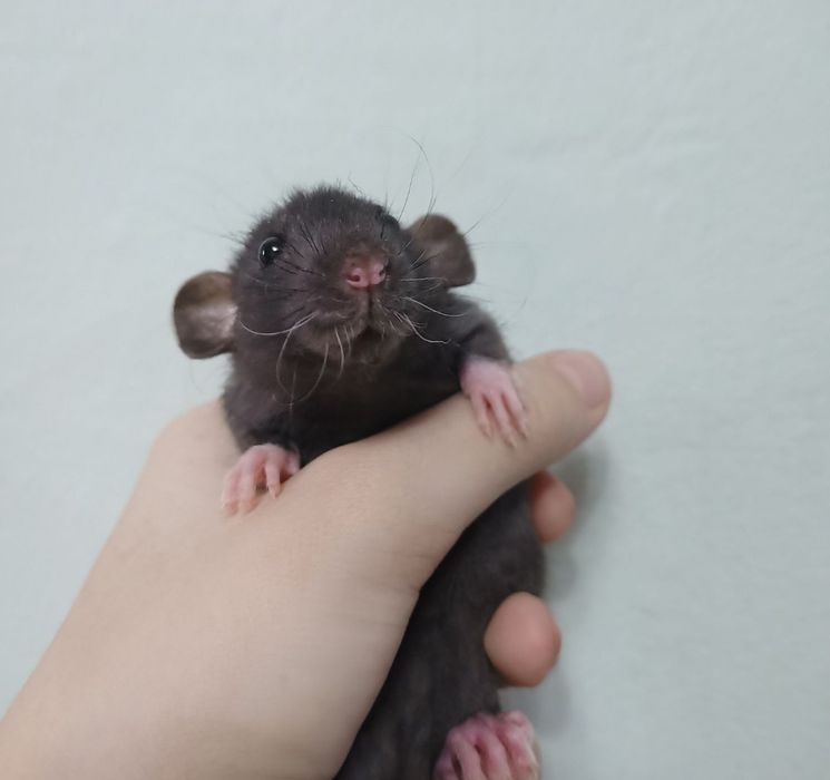 Крысята-Дамбо Рекс