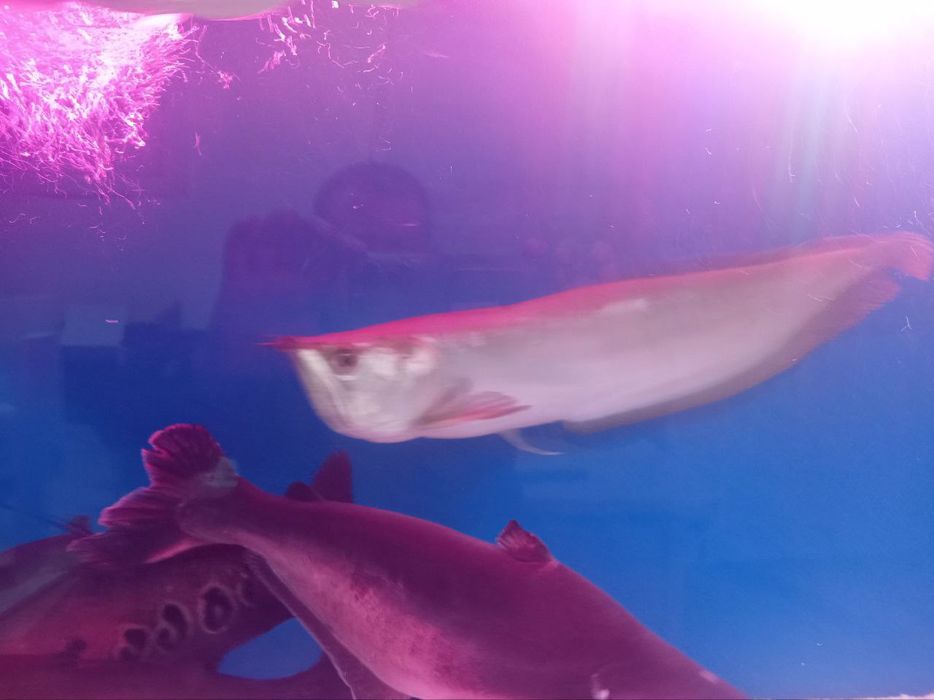 Aravana 2ta Indiski noj 2ta Akula 2ta oq akula 2ta pilisos 3ta