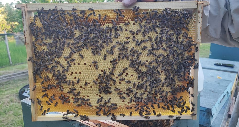 Matci împerecheate 2025