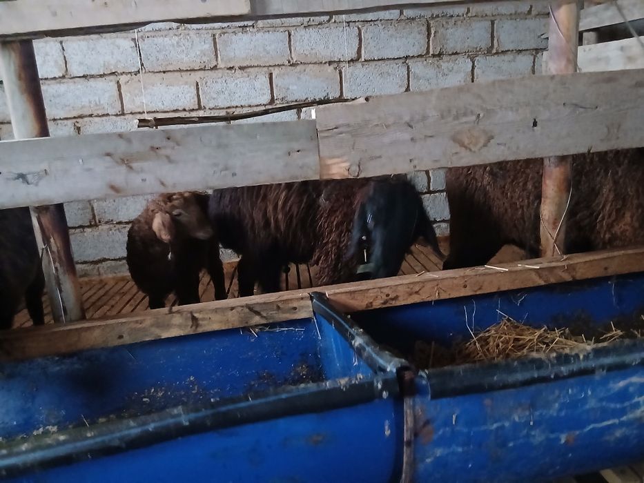 Қозылы қой буаз қои тоқты қошқар