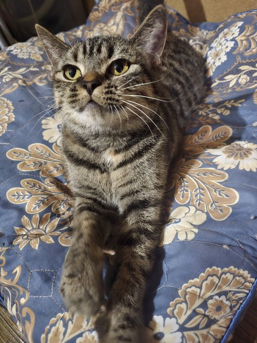 Кошечка мышеловка ищет дом