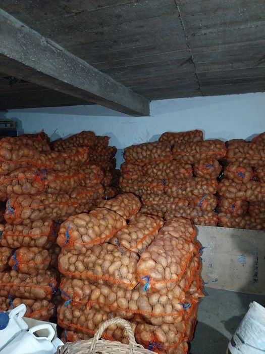 Vând cartofi de consum