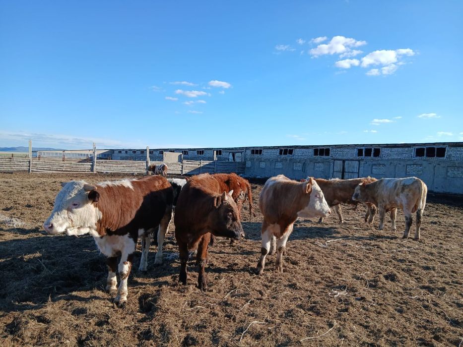 10 бас 1жастан аскандар
