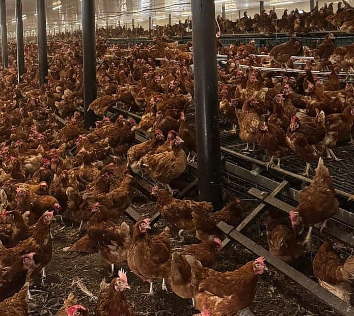 Găini roșii tinere de ouă