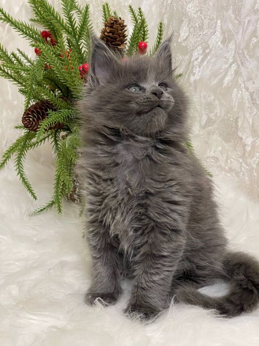 Шикарный мальчик мейнкун