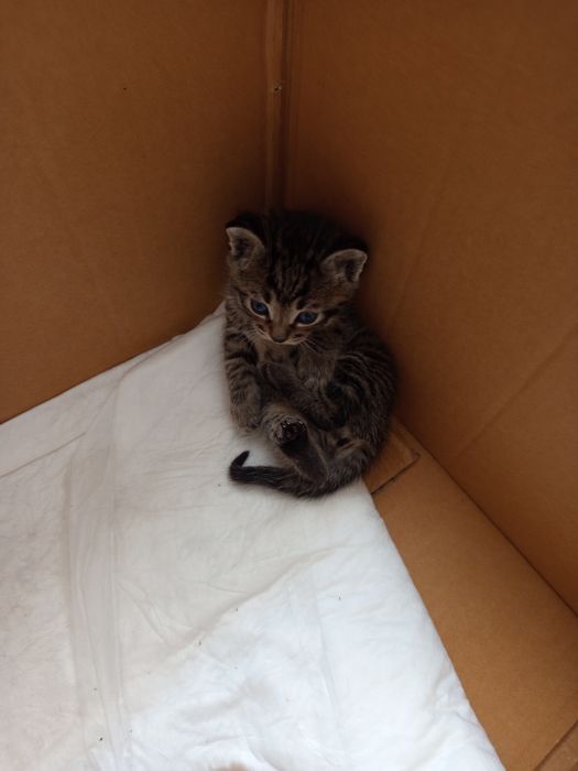 Отдам котят в хорошие руки