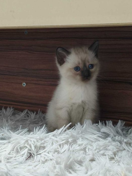 Отдам котят в ДОБРЫЕ руки