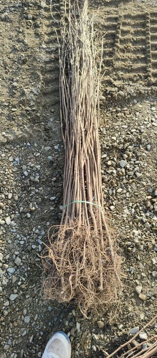 Puieți salcâm frasin tei fag carpen stejar mesteacăn plop brad molid