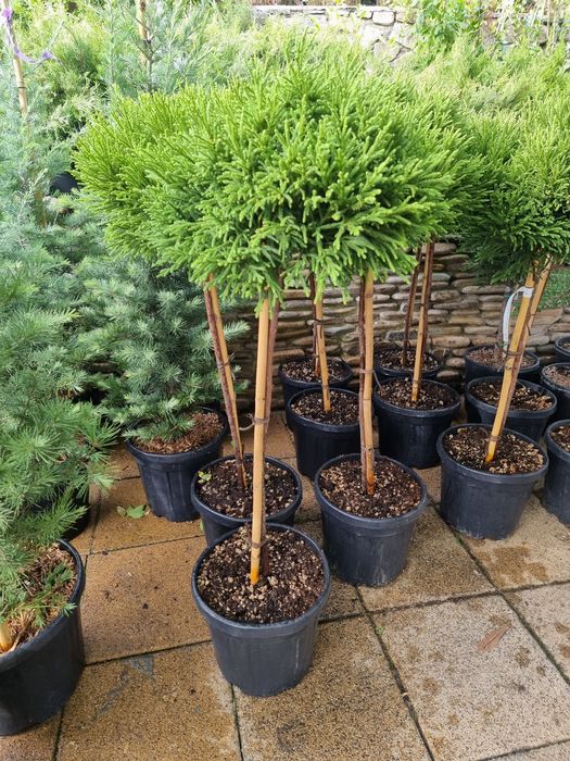 betula pendula youngii - catalpa bignonioides nana