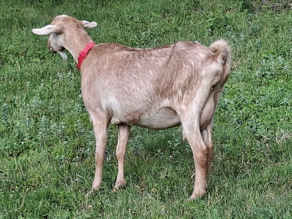 Capre de vanzare