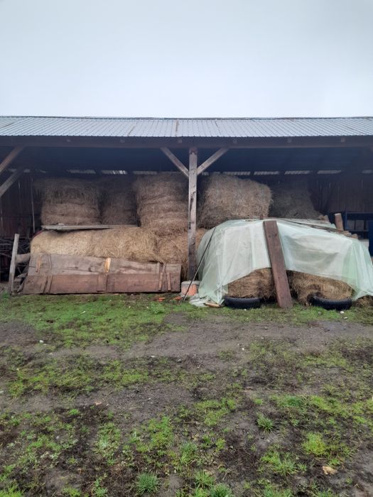 Vând baloti rotunzi fan