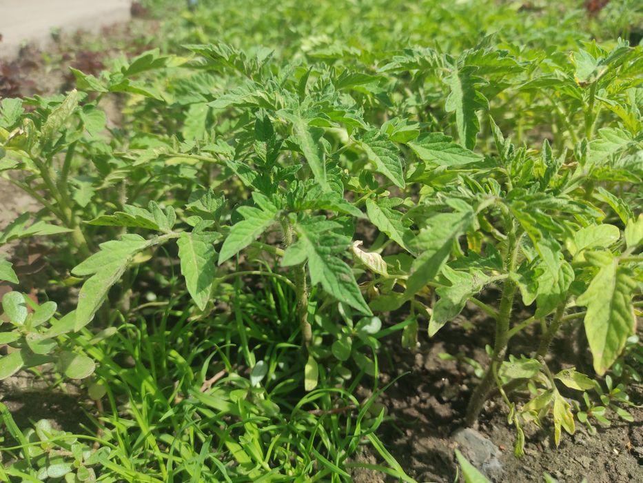 Продам рассаду помидор    малиновка
