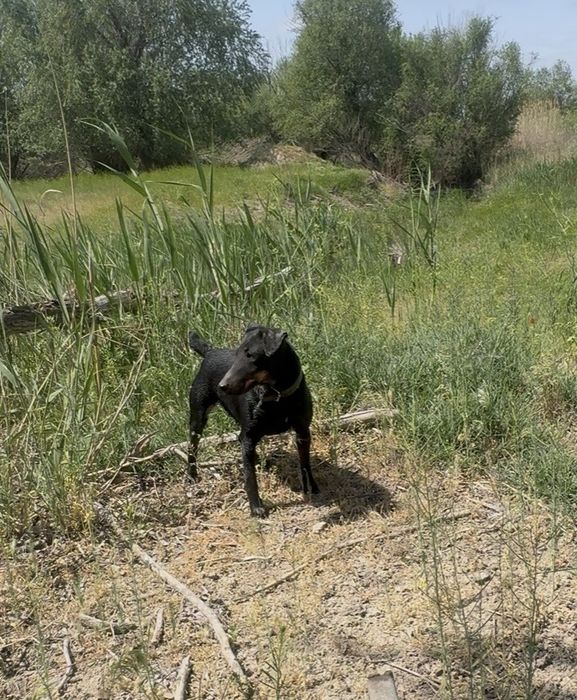 Ягдтерьер щенки