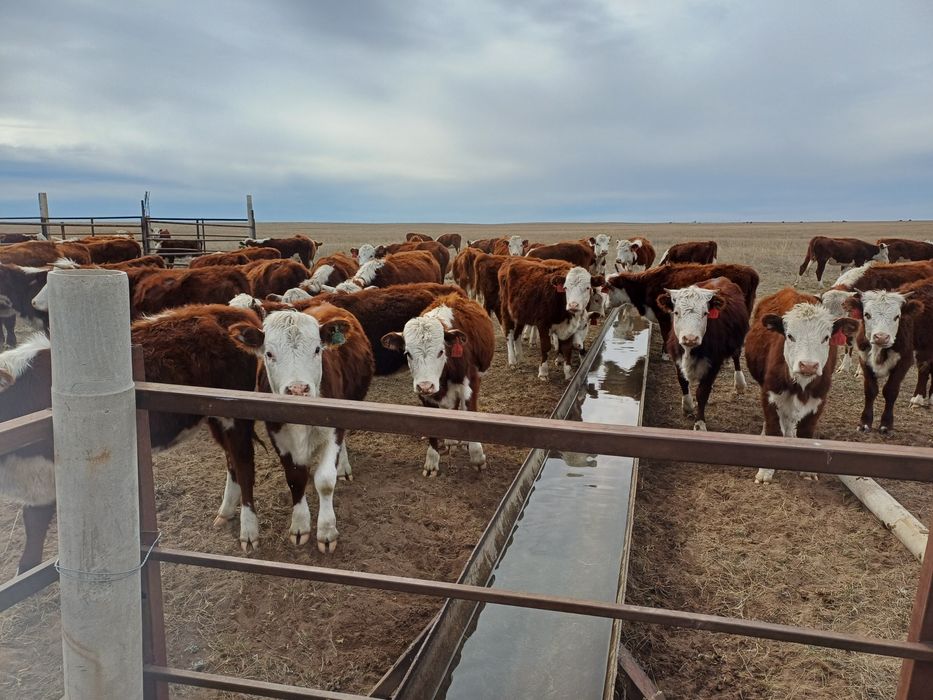 Продам племенных тёлок