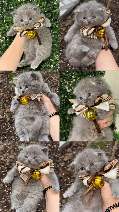 Британский скотч фолд и скотч страйт