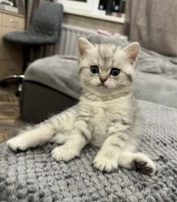 Красивейшие Котята