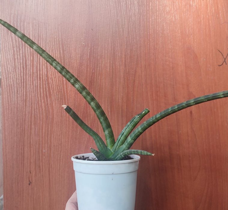 сансевиерии растения комнатные