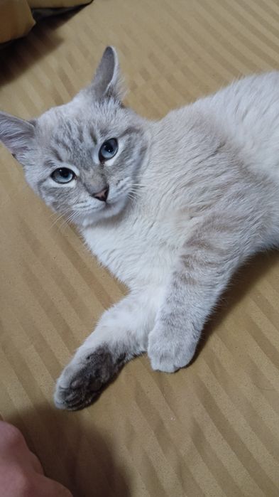Кошка сиамская мальчик