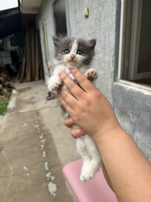 Отдам котят в добрые руки