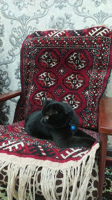 Xorazm viloyat urganch shahar