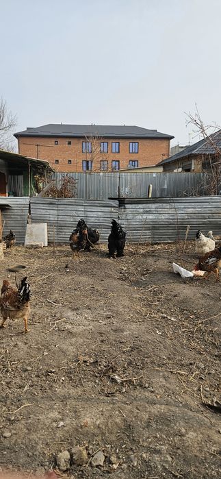 Қораз сатам бір жаста