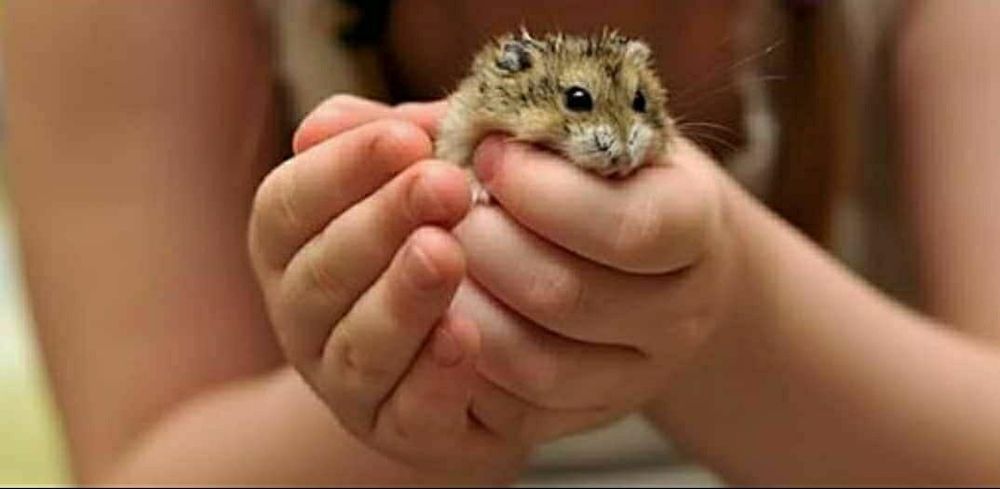 Джунгарские хомячки