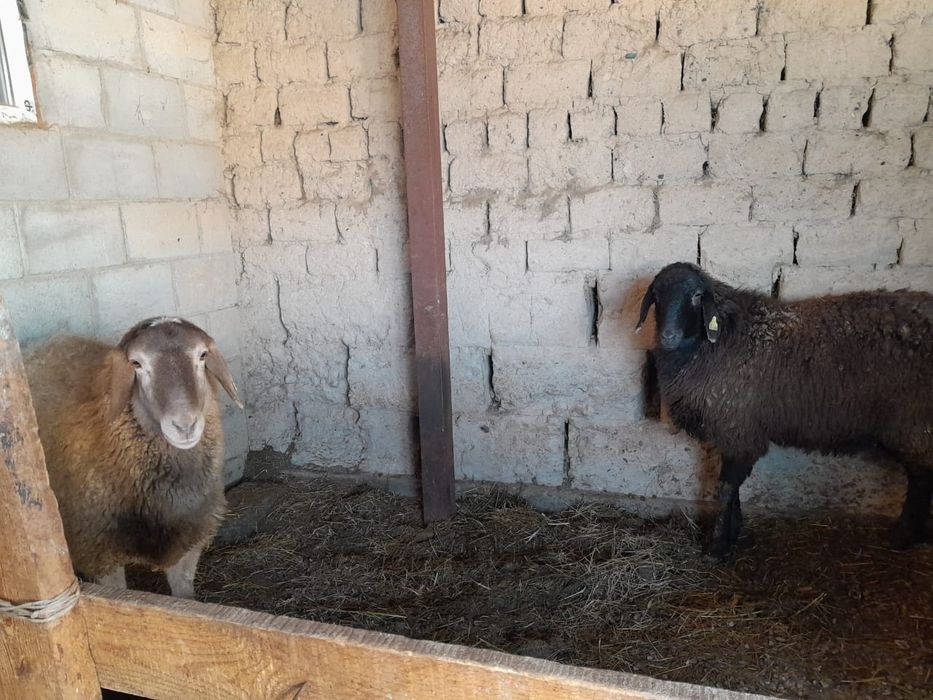 бордақы қойлар сатылады