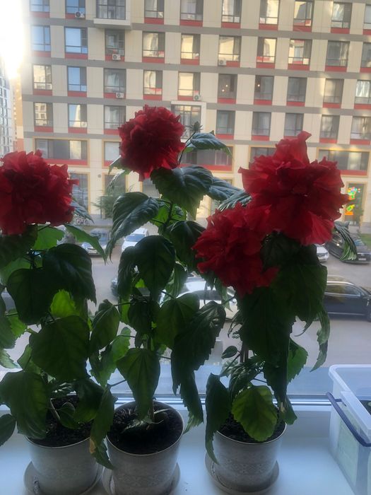Продам цветы комнатные.