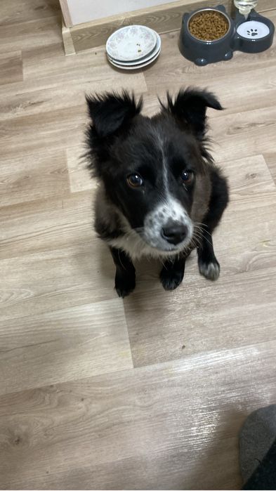 Дарю симпатичного щенка